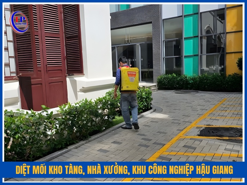 Diệt mối kho tàng, nhà xưởng, khu công nghiệp Hậu Giang