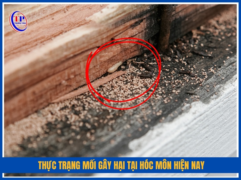 Thực trạng mối gây hại tại Hóc Môn hiện nay