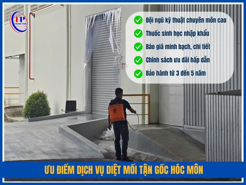 Ưu điểm dịch vụ diệt mối tận gốc Hóc Môn