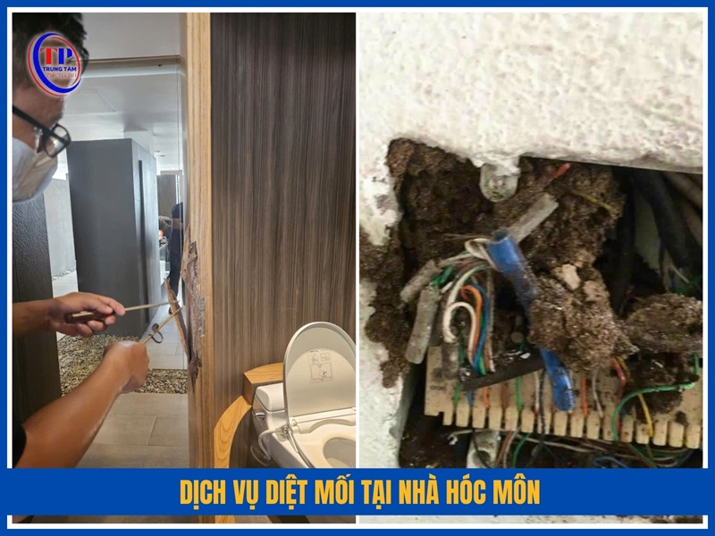 Dịch vụ diệt mối tại nhà Hóc Môn