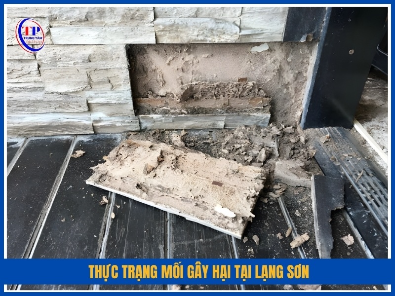Thực trạng mối gây hại tại Lạng Sơn