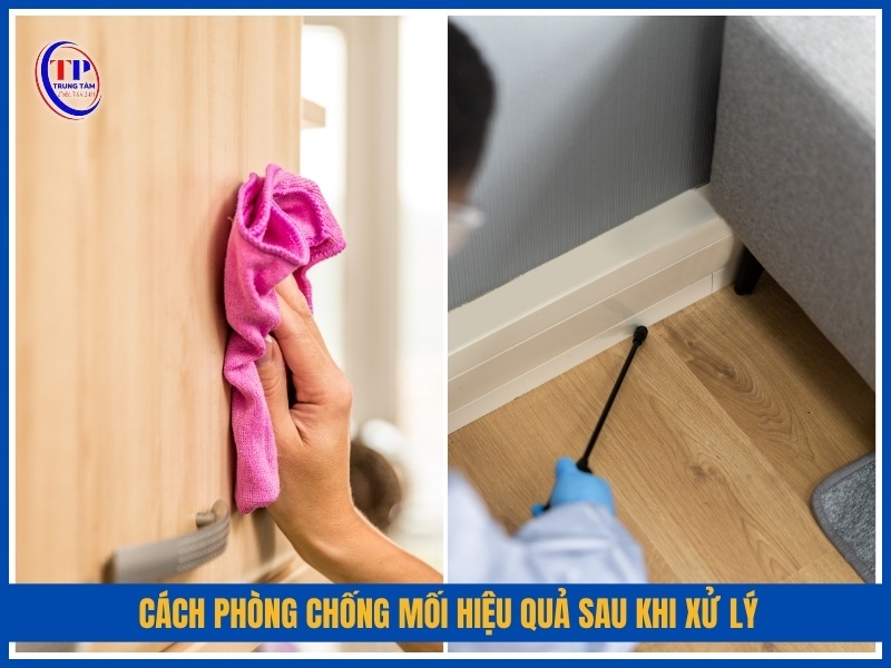 Cách phòng chống mối hiệu quả sau khi xử lý