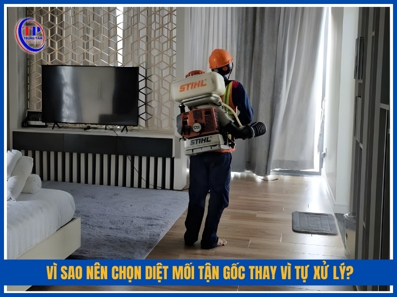 Vì sao nên chọn diệt mối tận gốc thay vì tự xử lý?