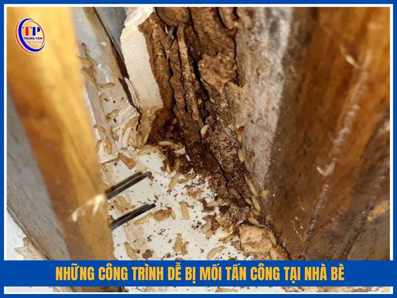 Những công trình dễ bị mối tấn công tại Nhà Bè