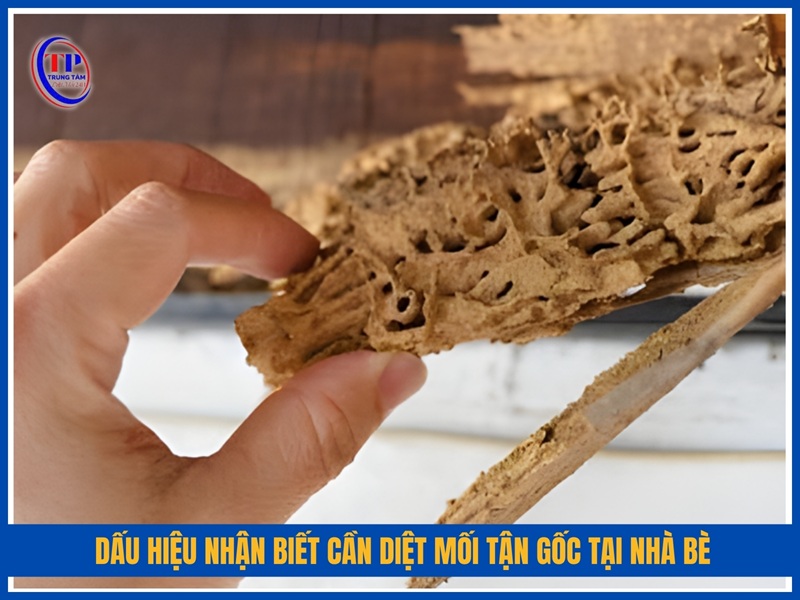 Dấu hiệu nhận biết cần diệt mối tận gốc tại Nhà Bè