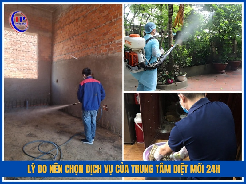 Lý do nên chọn dịch vụ của Trung Tâm Diệt Mối 24H