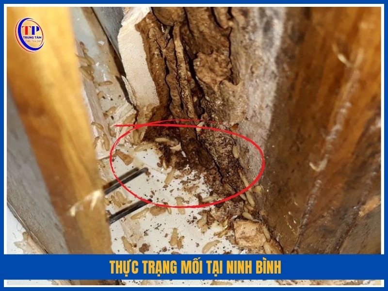 Thực trạng mối tại Ninh Bình