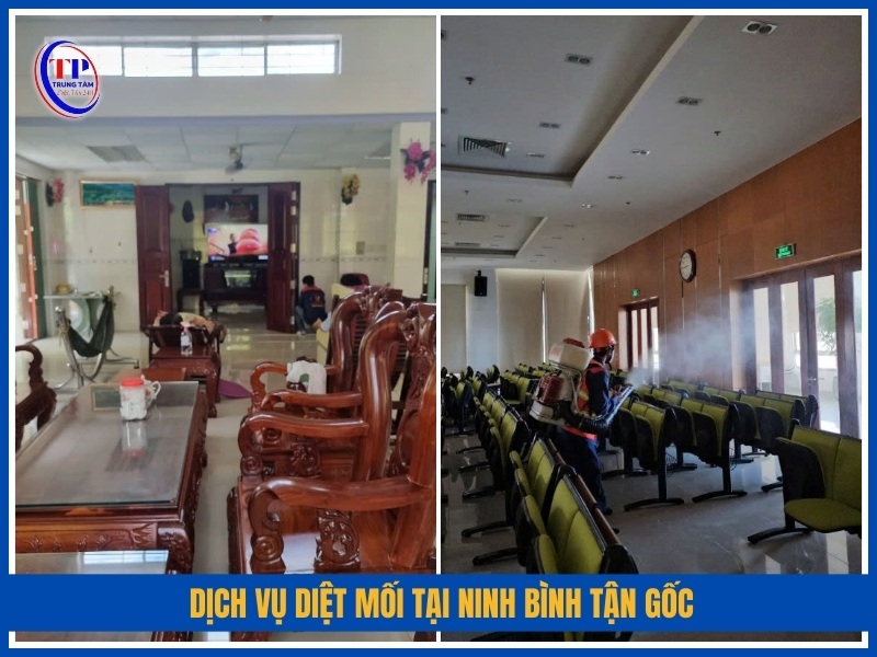 Dịch vụ diệt mối tại Ninh Bình tận gốc