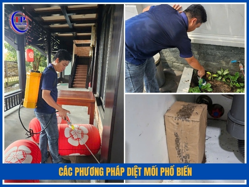 Các phương pháp diệt mối phổ biến