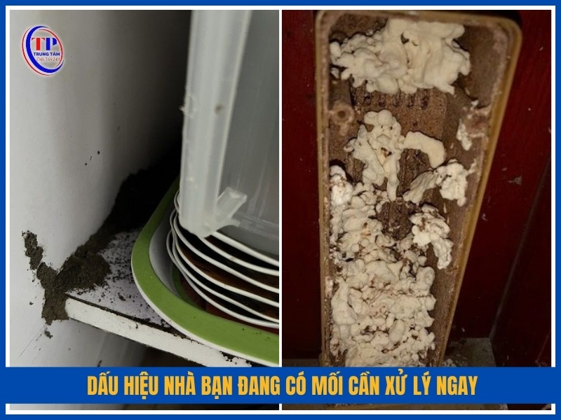 Dấu hiệu nhà bạn đang có mối cần xử lý ngay