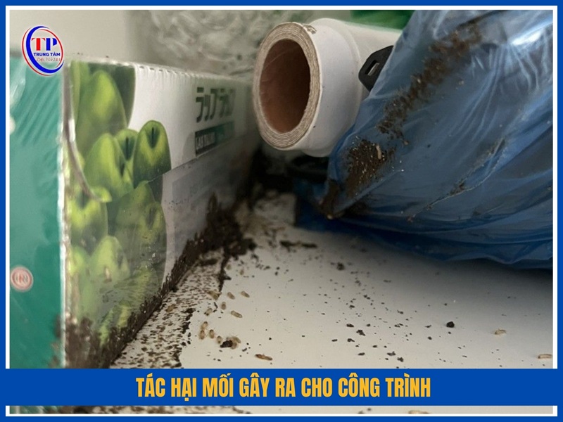 Tác hại mối gây ra cho công trình
