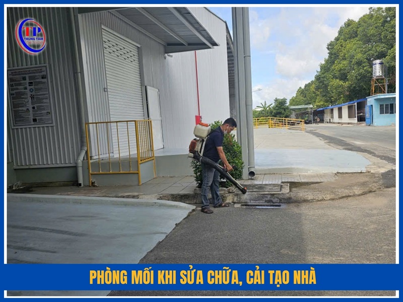 Phòng mối khi sửa chữa, cải tạo nhà