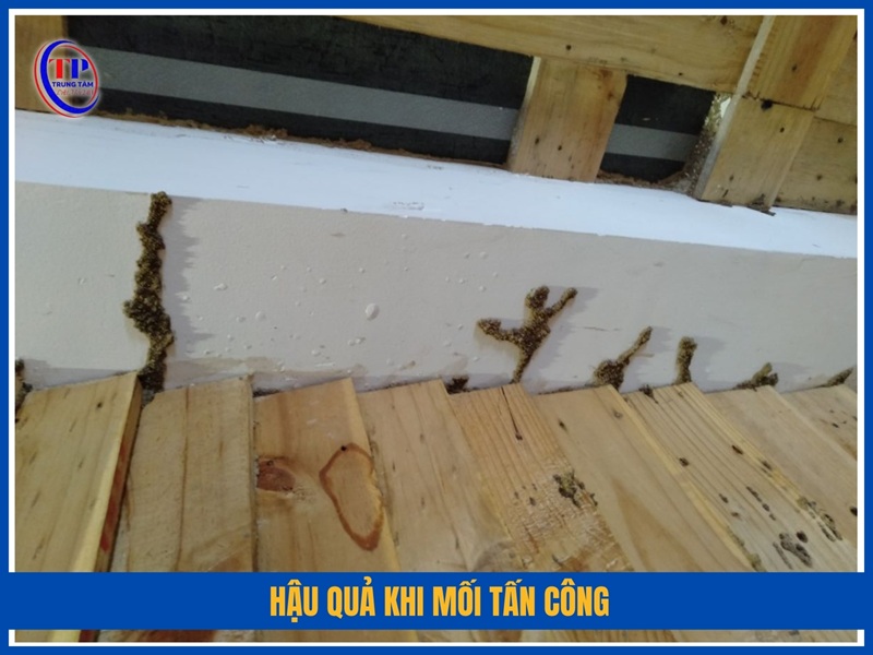 Hậu quả khi mối tấn công