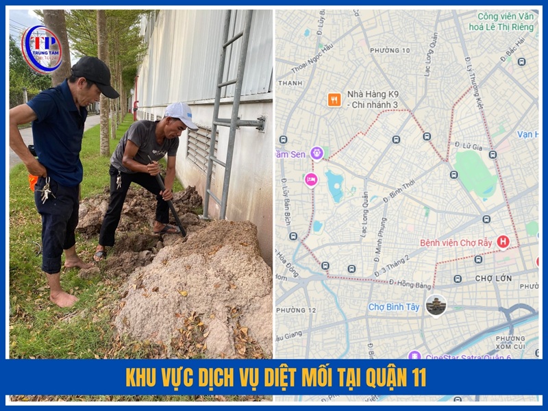 Khu vực dịch vụ diệt mối tại Quận 11