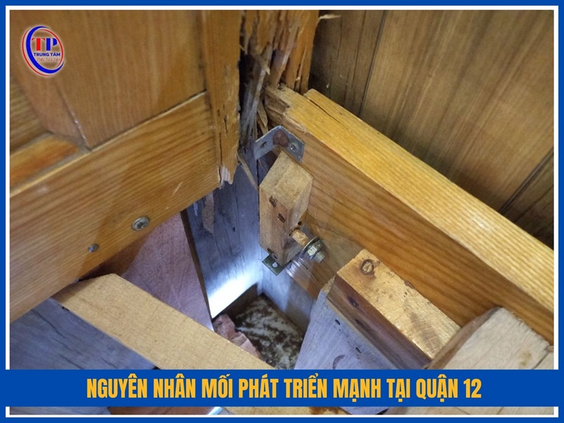 Nguyên nhân mối phát triển mạnh tại Quận 12