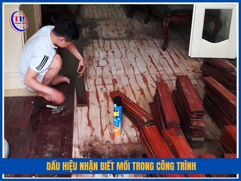 Dấu hiệu nhận biết mối trong công trình