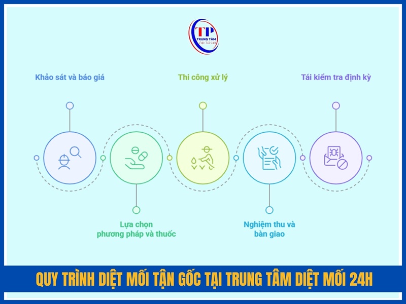Quy trình diệt mối tận gốc tại Trung Tâm Diệt Mối 24H