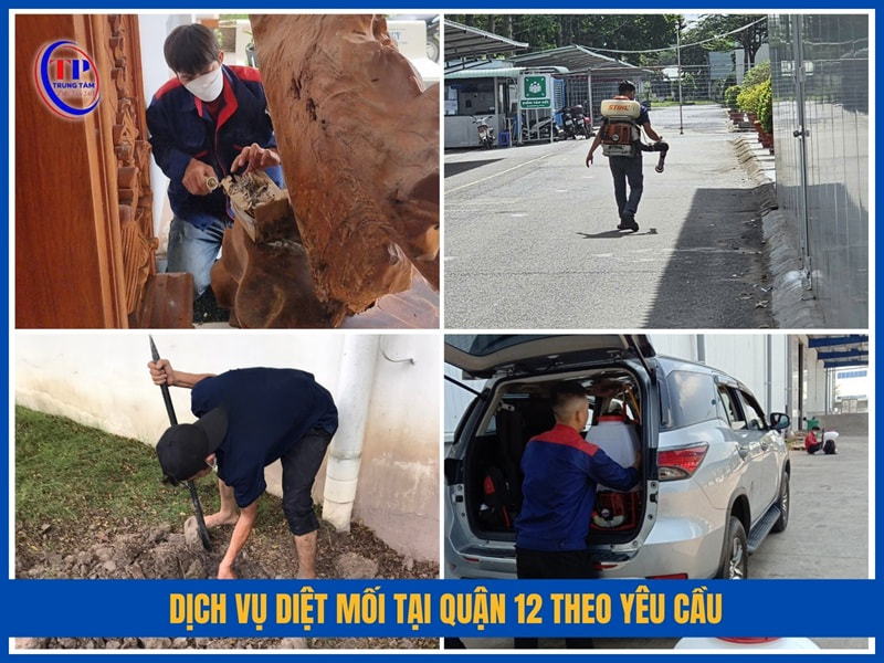 Dịch vụ diệt mối tại Quận 12 theo yêu cầu