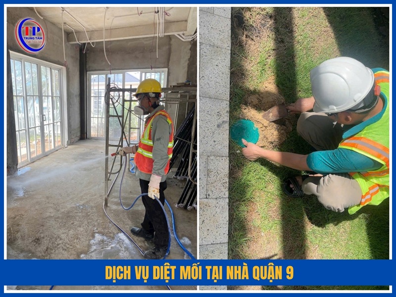 Dịch vụ diệt mối tại nhà Quận 9