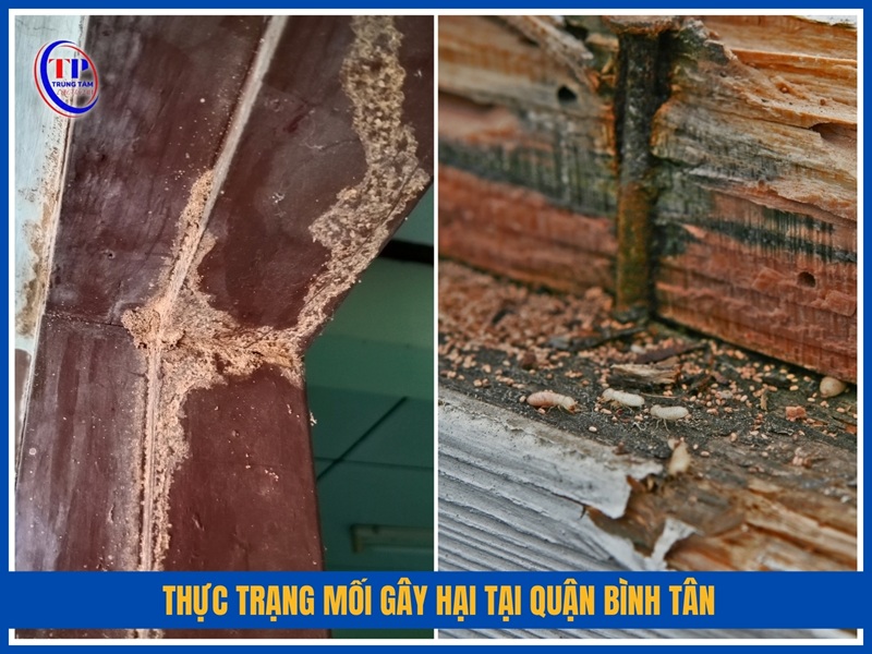 Thực trạng mối gây hại tại Quận Bình Tân