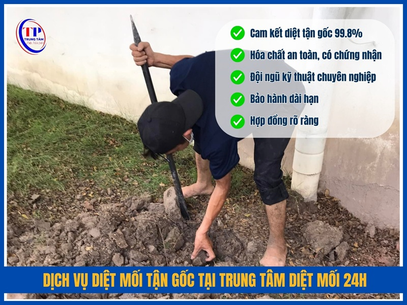 Dịch vụ diệt mối tận gốc tại Trung Tâm Diệt Mối 24H