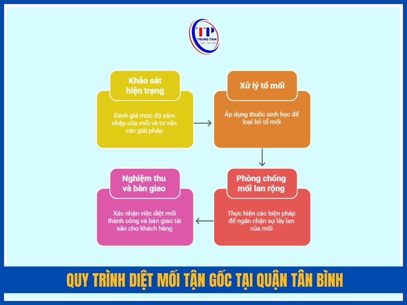 Quy trình diệt mối tận gốc tại Quận Tân Bình