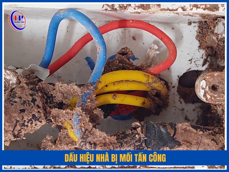 Dấu hiệu nhà bị mối tấn công