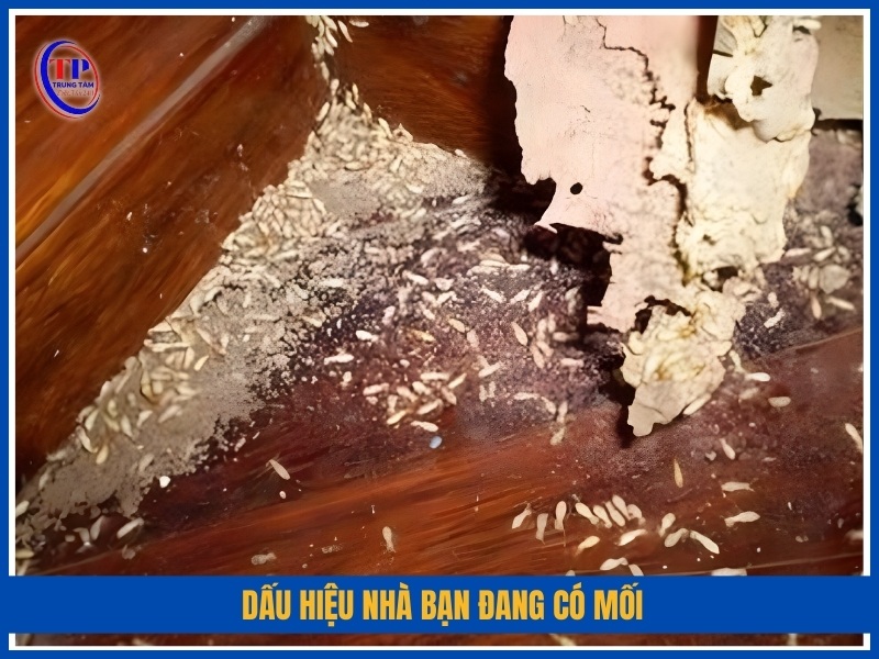 Dấu hiệu nhà bạn đang có mối