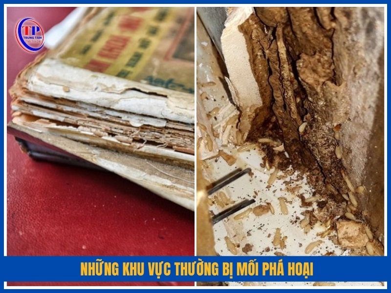 Những khu vực thường bị mối phá hoại