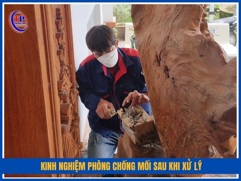 Kinh nghiệm phòng chống mối sau khi xử lý
