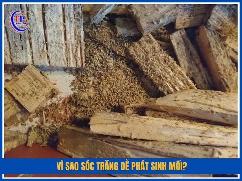Vì sao Sóc Trăng dễ phát sinh mối?