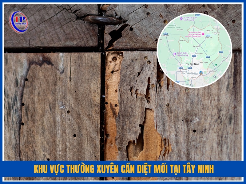 Khu vực thường xuyên cần diệt mối tại Tây Ninh