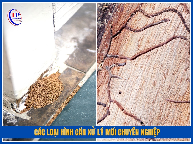 Các loại hình cần xử lý mối chuyên nghiệp