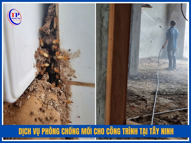 Dịch vụ phòng chống mối cho công trình tại Tây Ninh