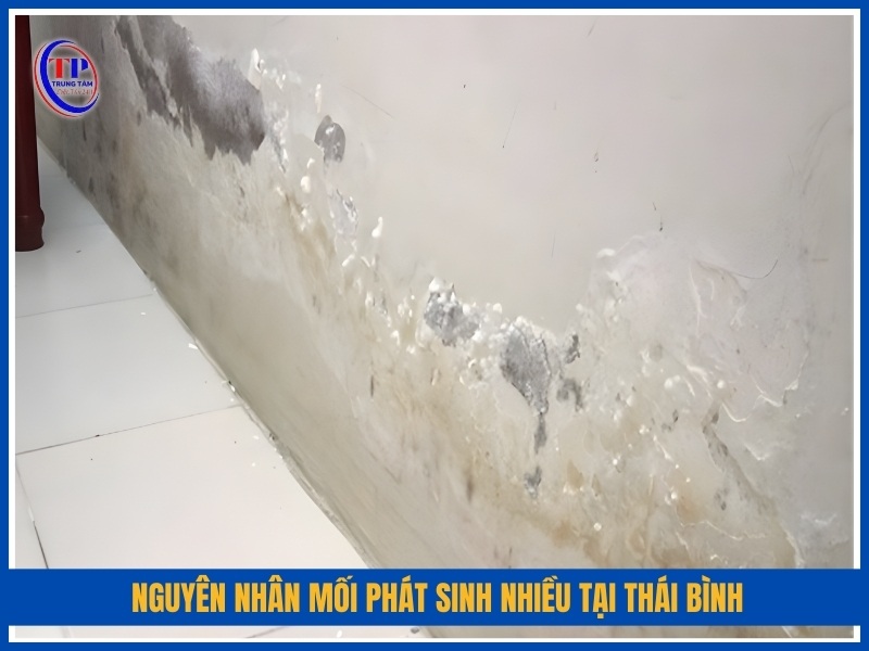 Nguyên nhân mối phát sinh nhiều tại Thái Bình