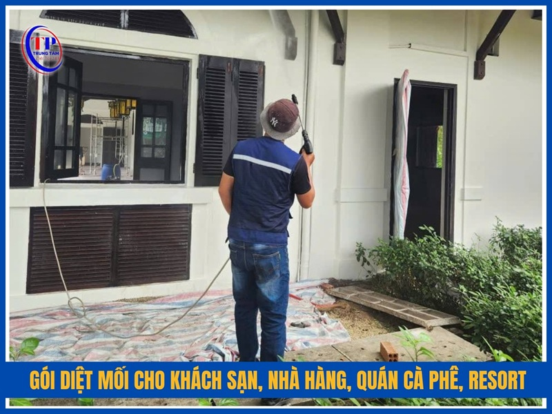 Gói diệt mối cho khách sạn, nhà hàng, quán cà phê, resort