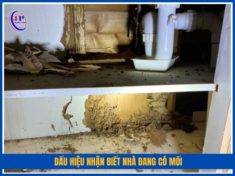 Dấu hiệu nhận biết nhà đang có mối