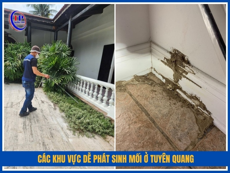 Các khu vực dễ phát sinh mối ở Tuyên Quang