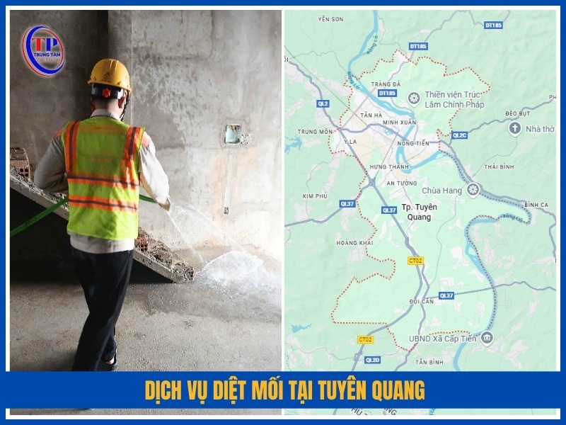 Dịch vụ diệt mối tại Tuyên Quang