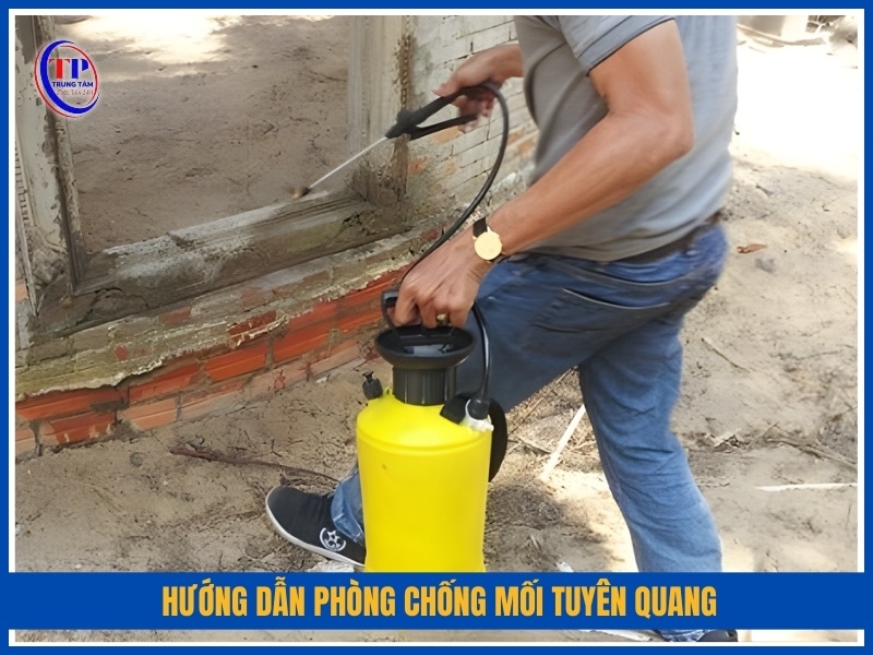Hướng dẫn phòng chống mối Tuyên Quang