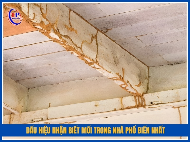 Dấu hiệu nhận biết mối trong nhà phổ biến nhất