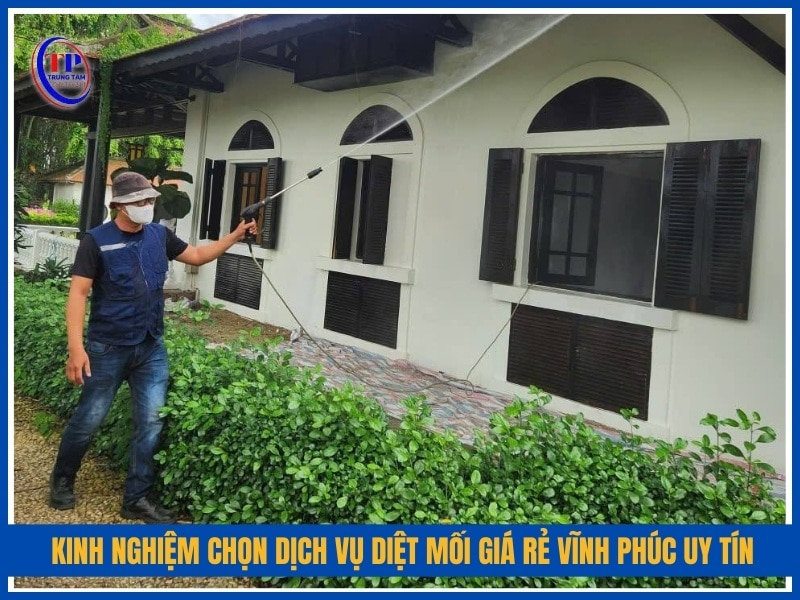 Kinh nghiệm chọn dịch vụ diệt mối giá rẻ Vĩnh Phúc uy tín