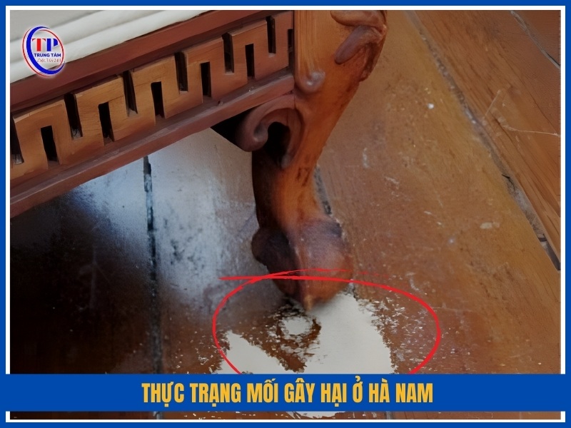 Thực trạng mối gây hại ở Hà Nam