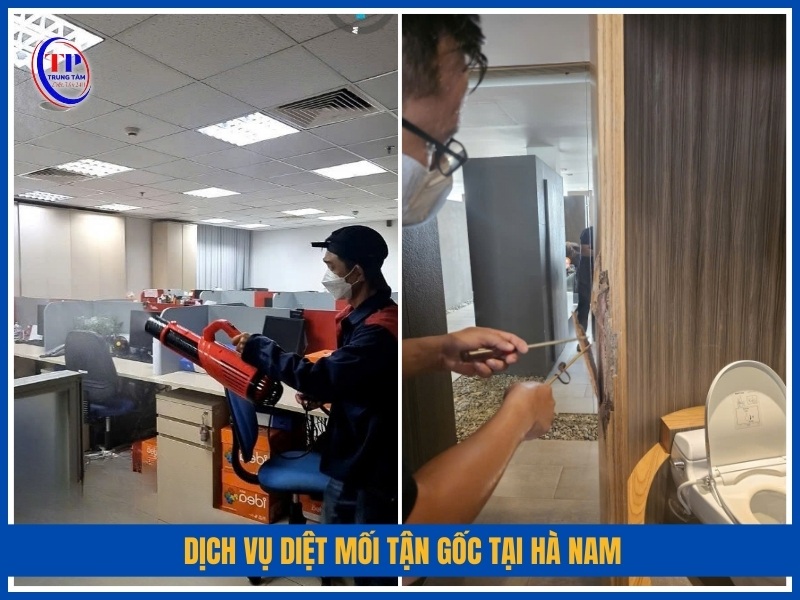 Dịch vụ diệt mối tận gốc tại Hà Nam