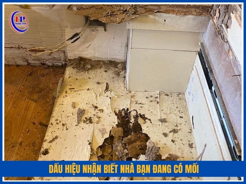 Dấu hiệu nhận biết nhà bạn đang có mối