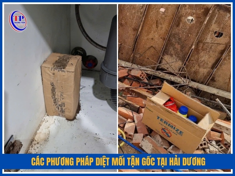 Các phương pháp diệt mối tận gốc tại Hải Dương