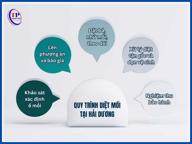 Quy trình diệt mối tại Hải Dương chuyên nghiệp