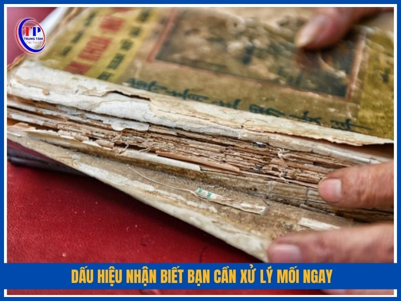 Dấu hiệu nhận biết bạn cần xử lý mối ngay