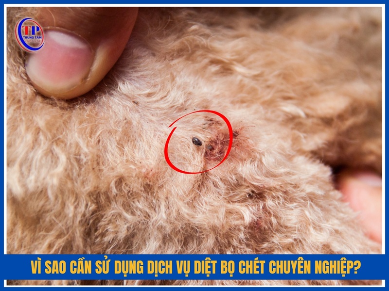 Vì sao cần sử dụng dịch vụ diệt bọ chét chuyên nghiệp?