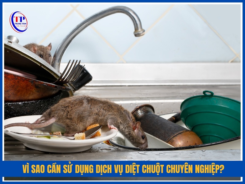 Vì sao cần sử dụng dịch vụ diệt chuột chuyên nghiệp?